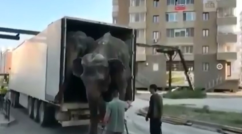 Жителей Бурятии возмутило видео с измученными слонами в Якутске