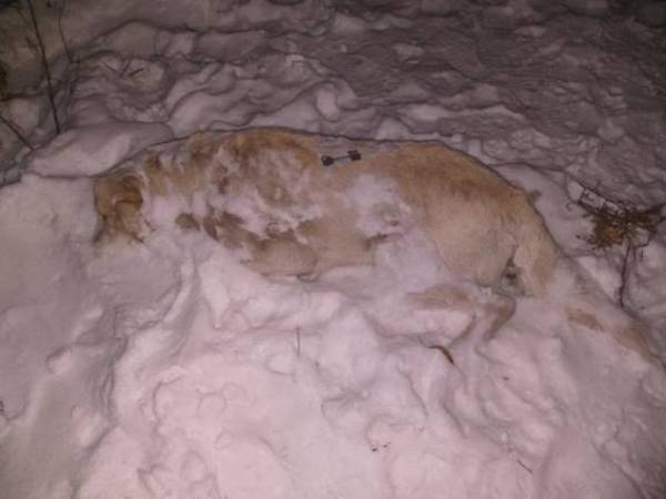 В Улан-Удэ находят трупы убитых собак 