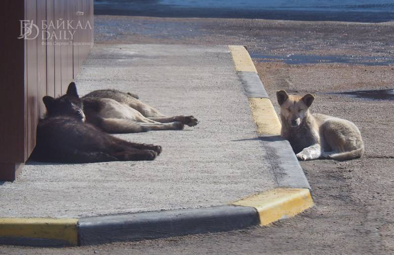 В Бурятии сельчанина обвинили в уничтожении домашних собак 