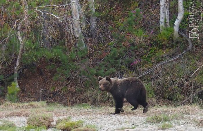 Жительница Иркутской области спугнула медвежью семью на кладбище 