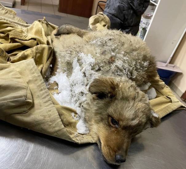 В Улан-Удэ спасают щенка, откопанного из сугроба