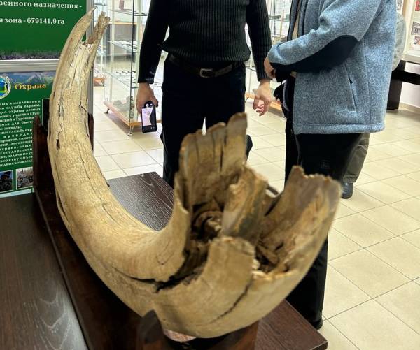 В нацпарке в Бурятии можно увидеть бивень мамонта и кости шерстистого носорога 
