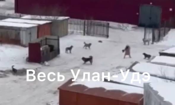 В Улан-Удэ стая собак напала на женщину за роддомом 