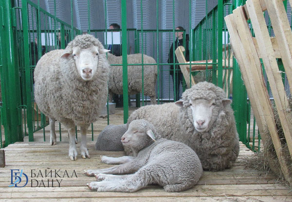 Чита может принять этап Российской выставки племенных овец