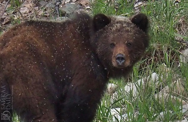 В Бурятии северяне просят найти управу на медведей