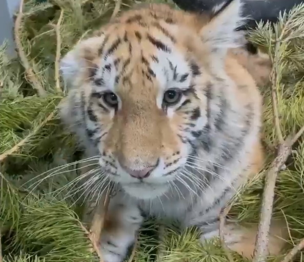 В Иркутской зоогалерее тигры играют с ёлочками 
