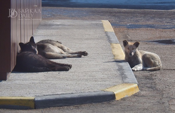В Улан-Удэ устроят облаву на бродячих собак