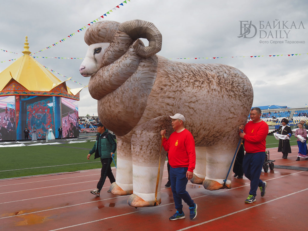 В Агинском округе стартует фестиваль стрижки овец