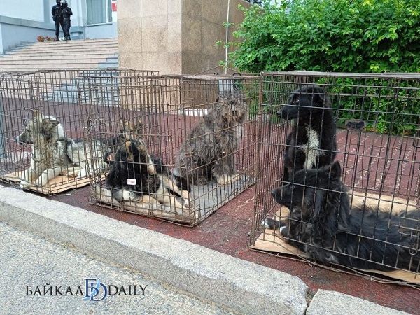 В столице Бурятии начнут раздавать «накопившихся» собак