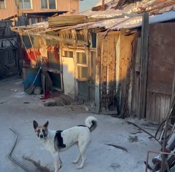 В Улан-Удэ зоозащитники заявили о поджоге дома с сотней животных