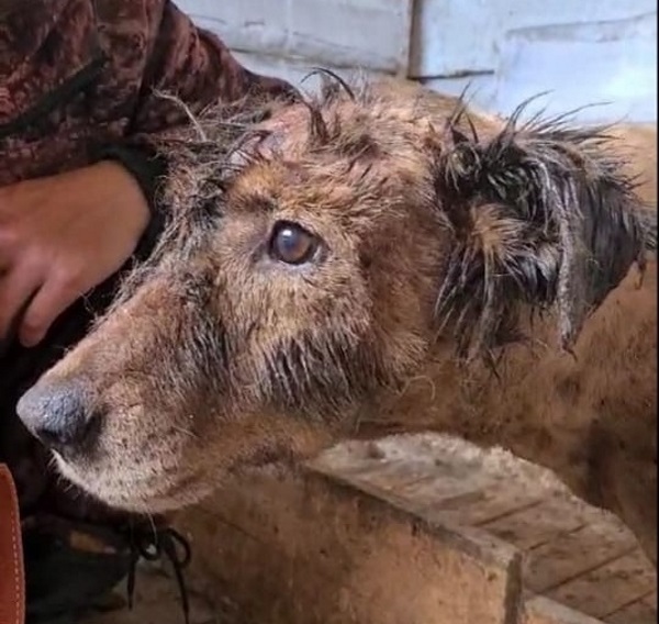 В Улан-Удэ ищут хозяев для пса, едва не погибшего в гудроне
