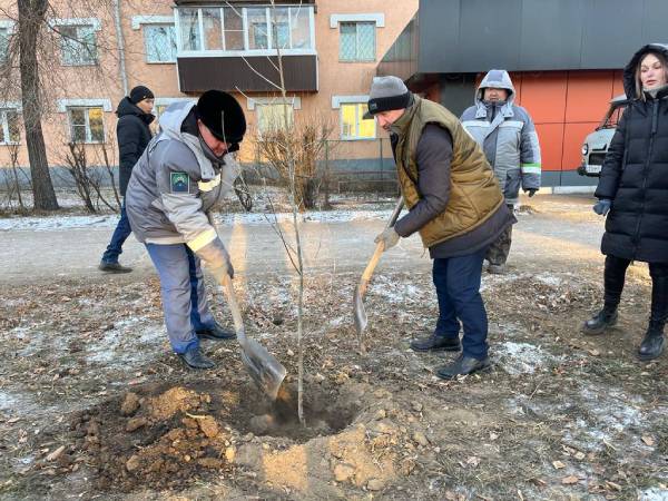 В центре Улан-Удэ посадили тополя без пуха