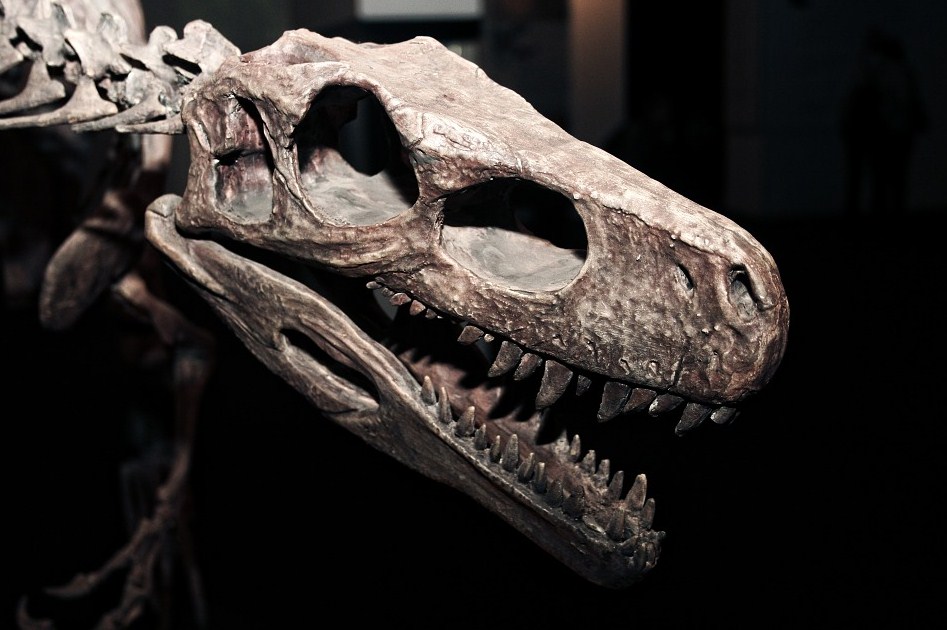 В Бурятии нашли новый род гигантских динозавров 
