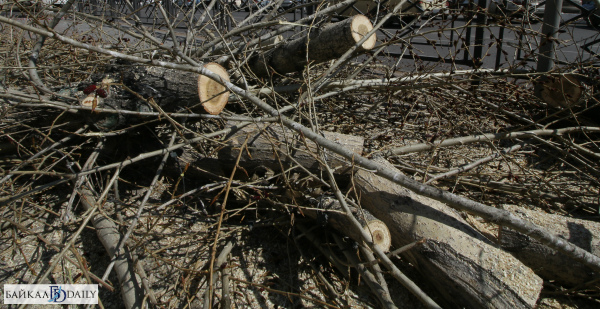 Вальщики деревьев обесточили несколько домов в Улан-Удэ 