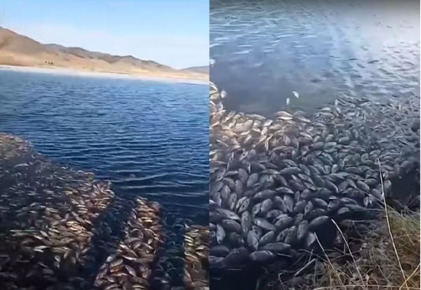После массовой гибели рыбы в Бурятии возбудили дело 