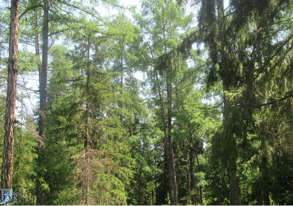 В Иркутске впервые «чёрному лесорубу» запретили посещать лес