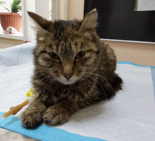 В Улан-Удэ волонтёры спасли кошку с кровавой диареей