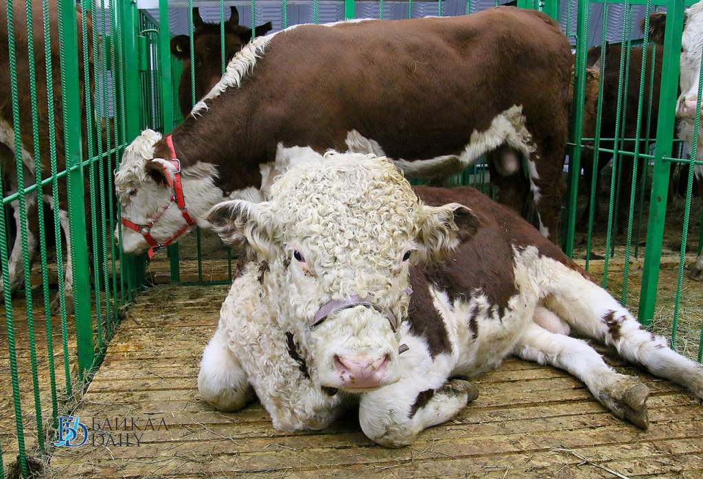 В Бурятии раздадут субсидии на откорм скота 