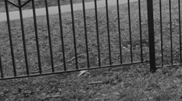 В Бурятии осудили живодёрку, повесившую собаку на заборе 