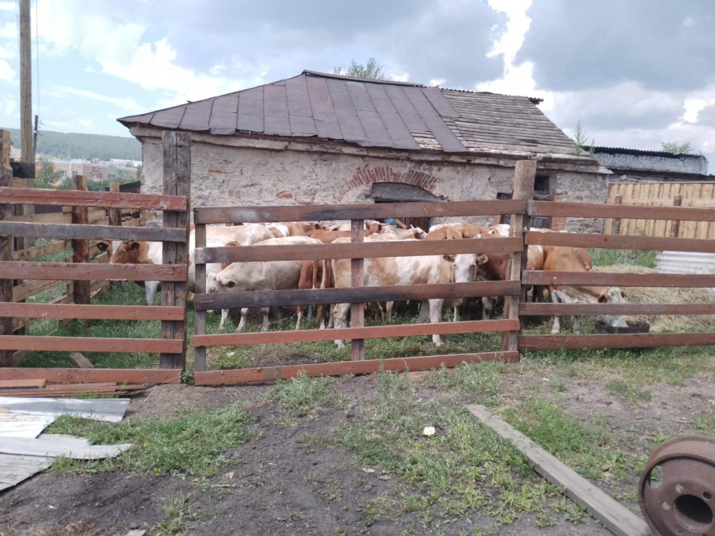 В Кяхте оштрафовали владельца безнадзорных коров