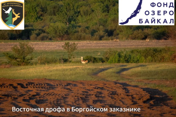 В заказнике в Бурятии заметили краснокнижную дрофу 