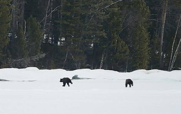 Медведи удрали от госинспектора на Байкале в Бурятии