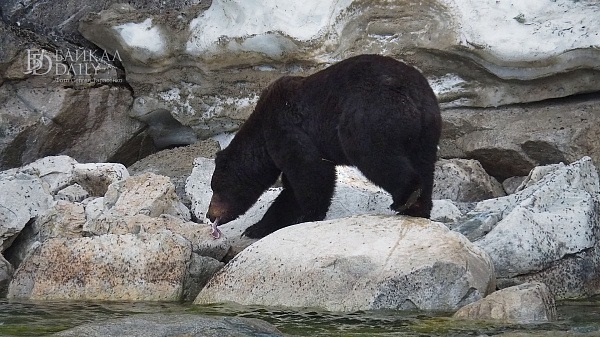 На севере Бурятии застрелили медведя, устроившего погром на веранде дома