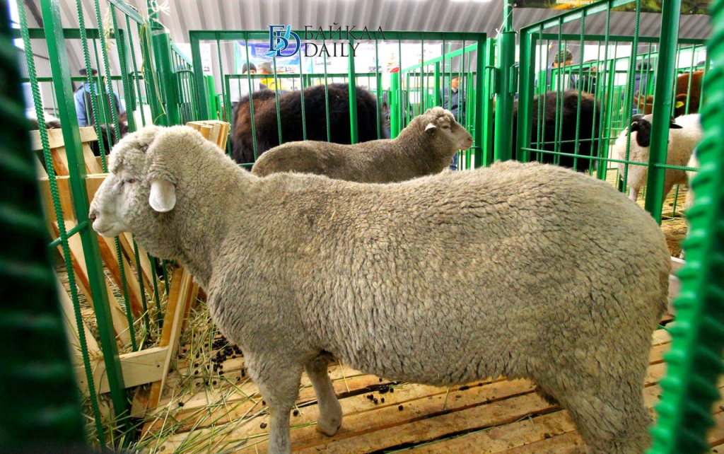 В Бурятии раздадут субсидии на производство овец и коз на убой