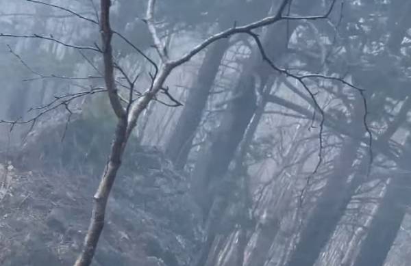 В Бурятии потушили два лесных пожара