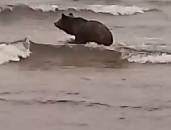 На Байкале в Бурятии сняли на видео купающегося медведя