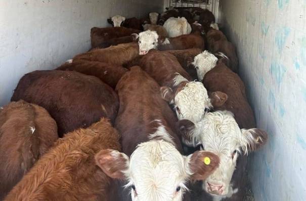 В районе Бурятии задержали фуру с подозрительными коровами без документов