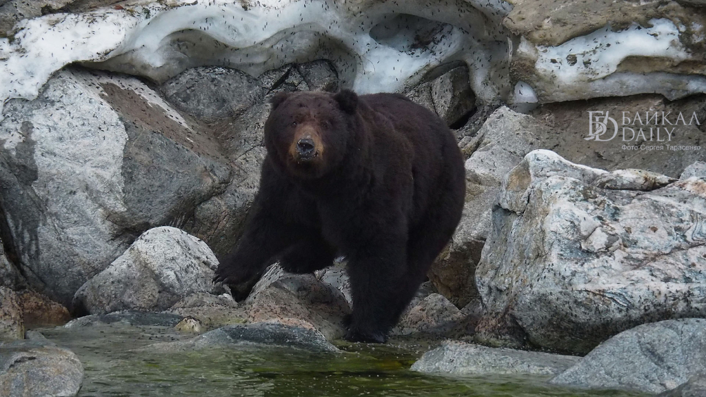 На туристских тропах у Байкала зафиксировано присутствие медведей