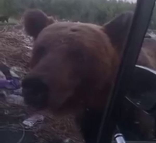 В Забайкалье сотрудники Росприроднадзора столкнулись с медведем на свалке 
