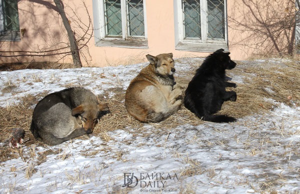 В столице Бурятии усилят защиту школ от собак 