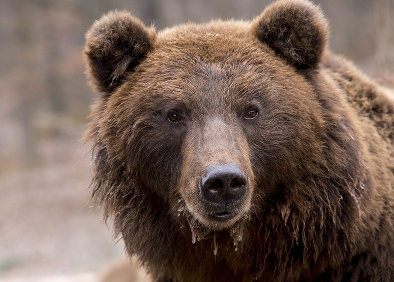 В Бурятии завершился сезон охоты на медведей