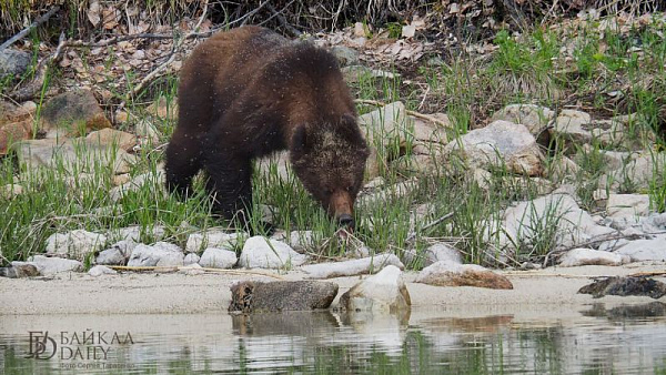 На севере Бурятии вновь видели медведя 
