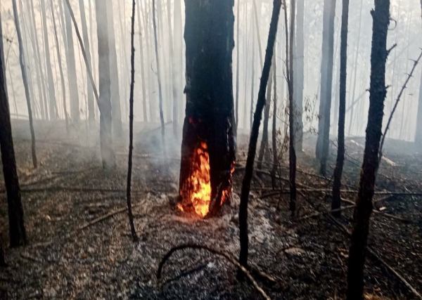 В Бурятии значительно выросла площадь лесных пожаров