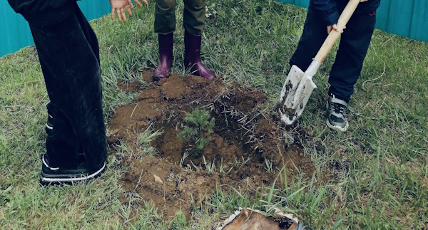 В Бурятии дети высадили деревья в память о погибших солдатах