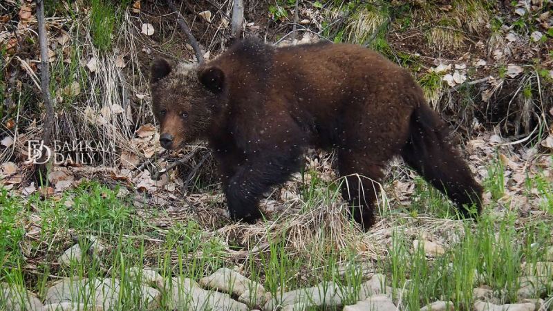 Медведь на севере Бурятии подобрался к ФАП