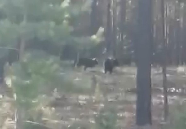 В Бурятии недалеко от села заметили медведицу с медвежатами 