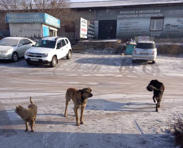 В Улан-Удэ бездомные собаки облюбовали производственные базы