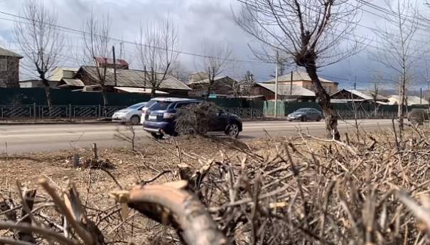 В Улан-Удэ дали объяснение массовой обрезке деревьев и кустарников