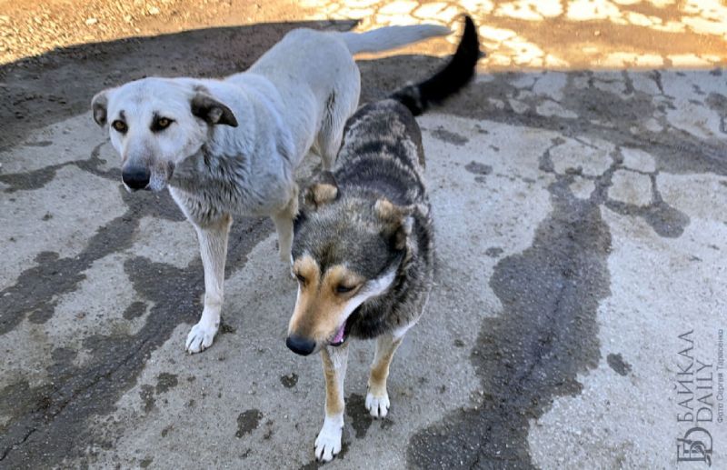 В райцентре в Бурятии собаки нападают на детей
