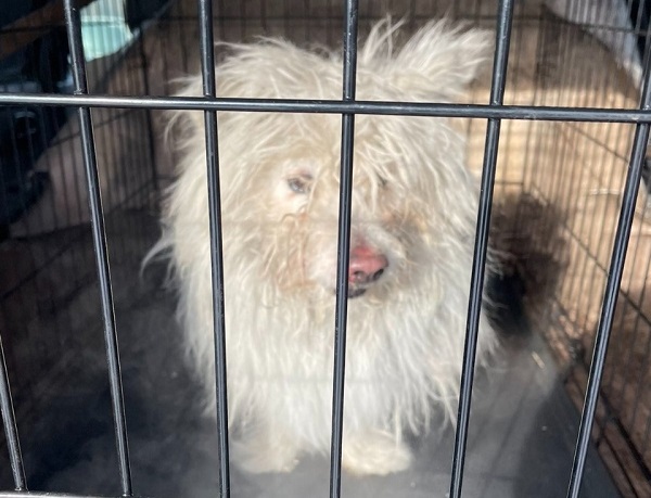 В Улан-Удэ за день переловили полтора десятка бездомных собак