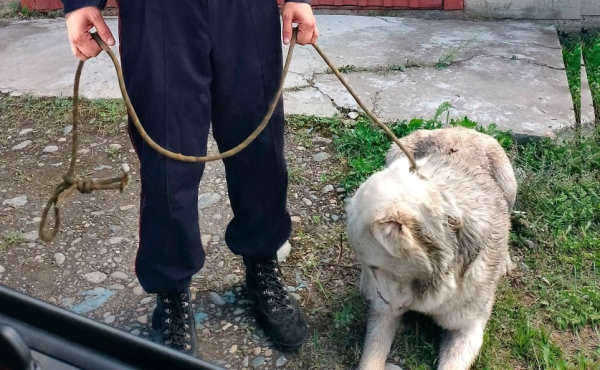 В Иркутской области полицейский поймали сбежавшего алабая 