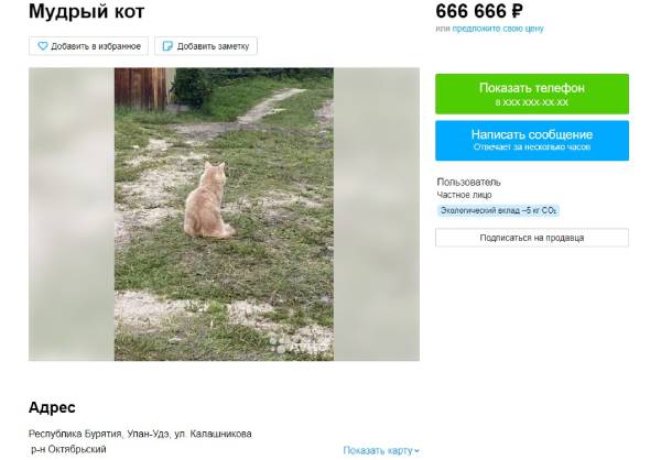 Самый популярный крымский кот: Фото из Instagram - Российская газета