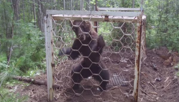 Самодельный капкан на медведя нашли в лесу под столицей Камчатки