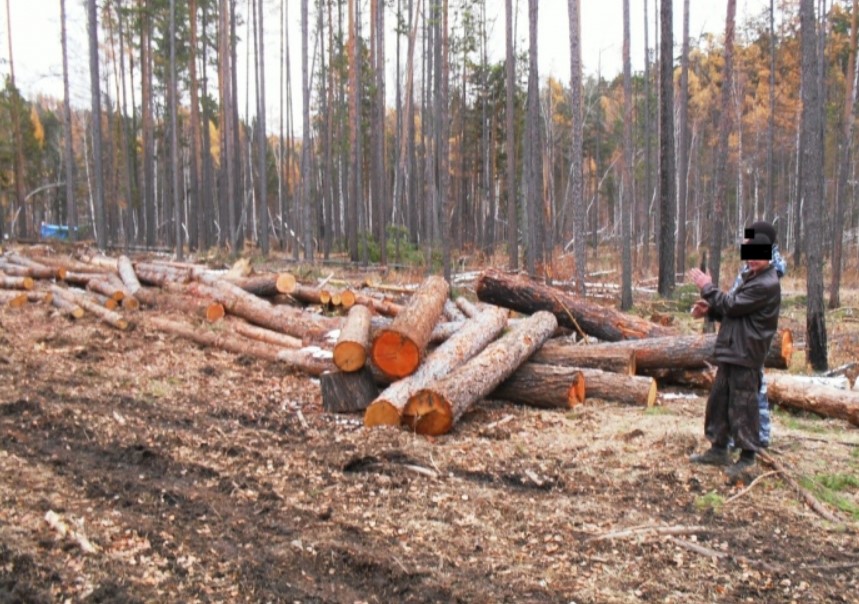 После десяти лет рубки. Незаконная рубка. Незаконные вырубки леса. Совершил незаконную рубку лесных насаждений. Специальные рубки.