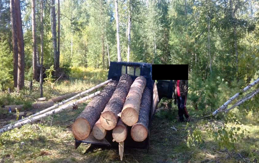 Дрова в бурятии. Хоринский лесхоз. Освоение лесов. Заготовка леса летом. Лесозаготовка в Бурятии.